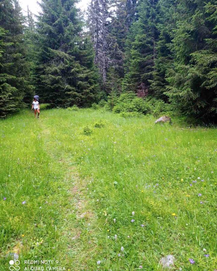North Forest Žabljak Buitenkant foto